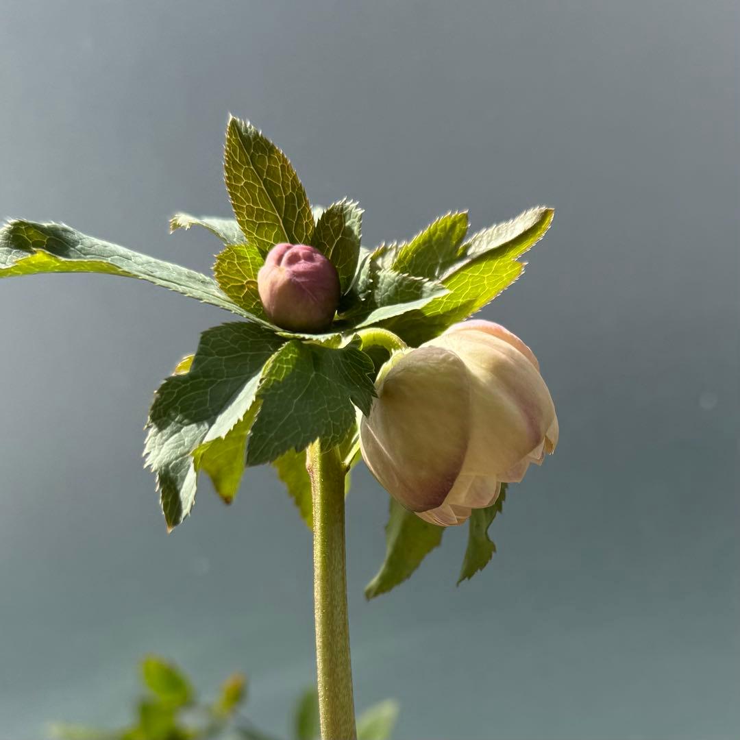 ま*こ様 クリスマスローズ 『小輪 手毬交配 ddアプリコットクリーム』