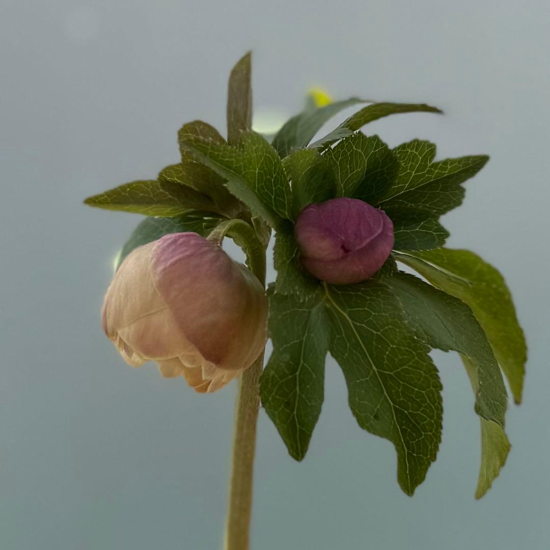 ま*こ様 クリスマスローズ 『小輪 手毬交配 ddアプリコットクリーム』