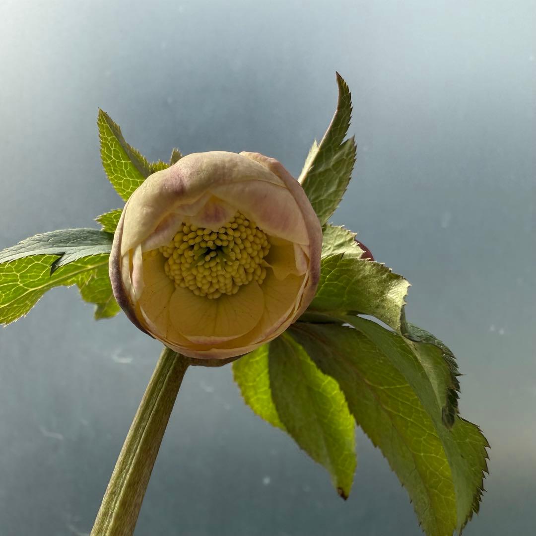 ま*こ様 クリスマスローズ 『小輪 手毬交配 ddアプリコットクリーム』