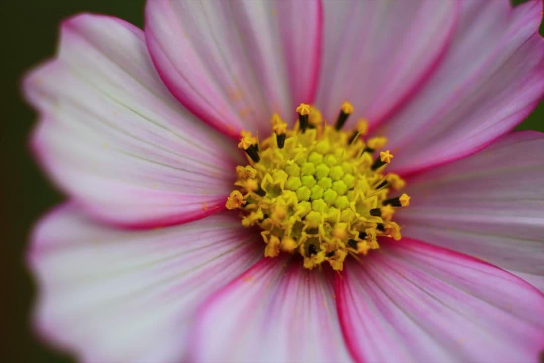 Micro-NIKKOR-P Auto55mm f/3.5　M2リング付