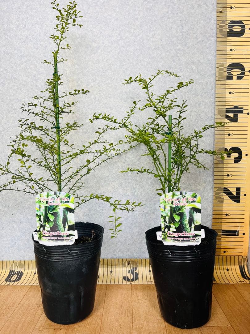 柑橘2年生　フィンガーライム接木苗／苗　3鉢セット　撮影品発送