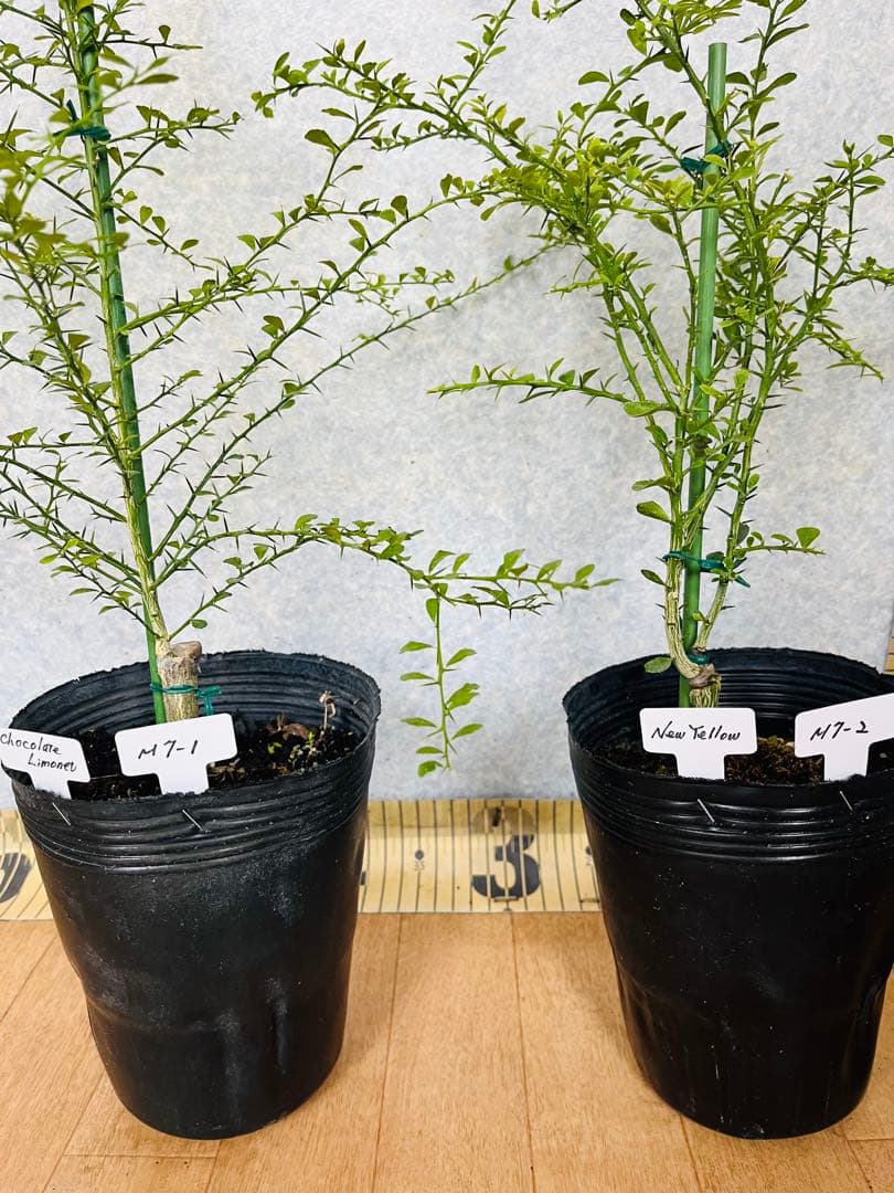 柑橘2年生　フィンガーライム接木苗／苗　3鉢セット　撮影品発送