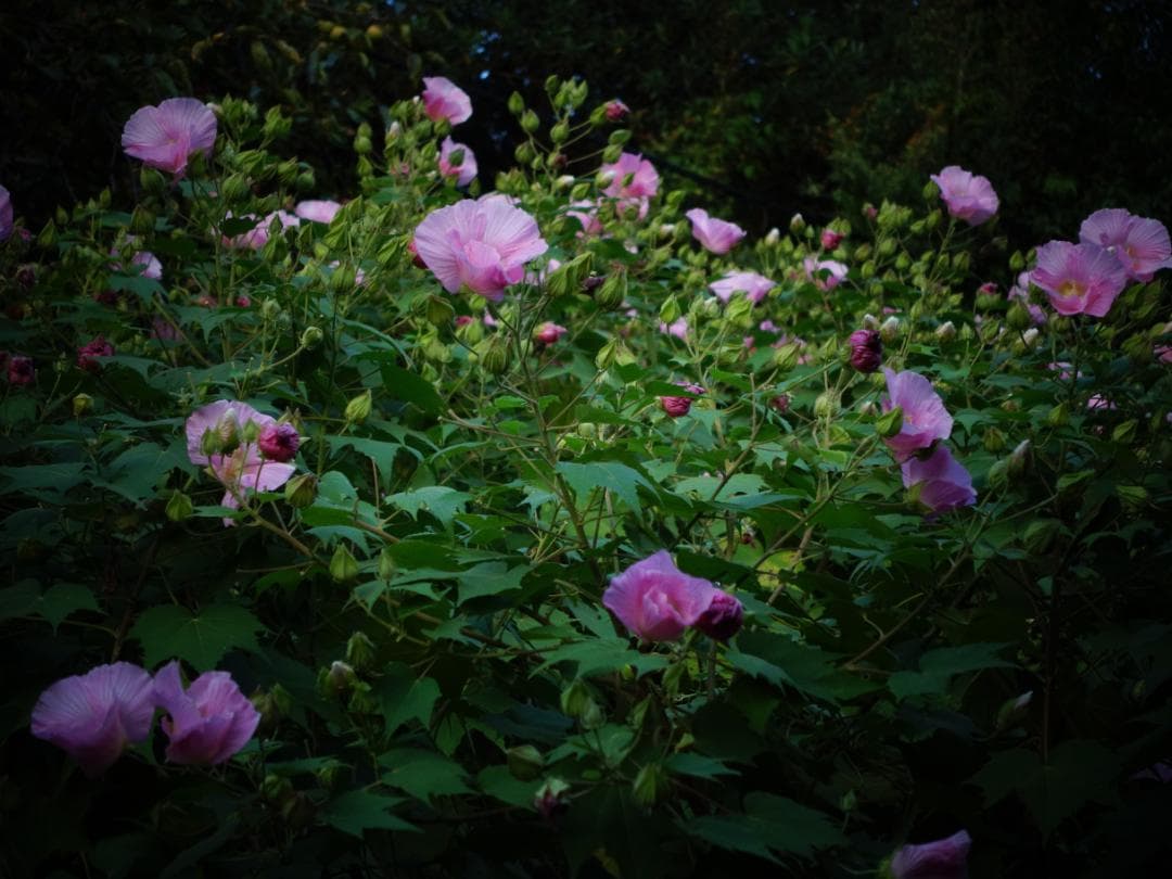 【中古】SONY rx100 m3　動作品　純正グリップ装着　作例あり