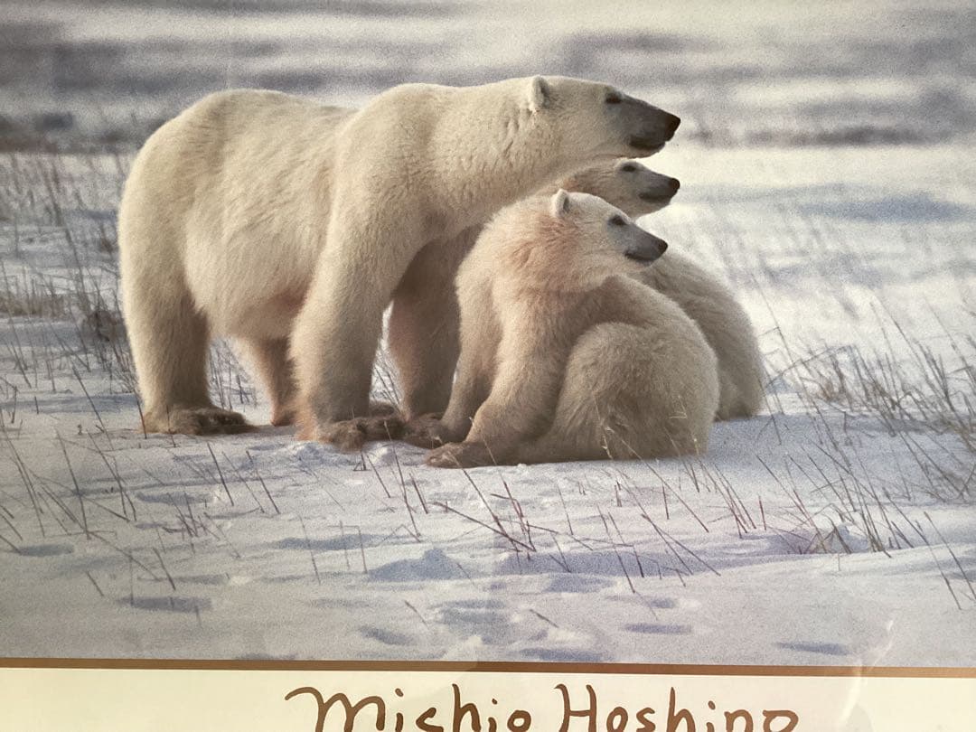 星野道夫　シロクマ親子ポスター