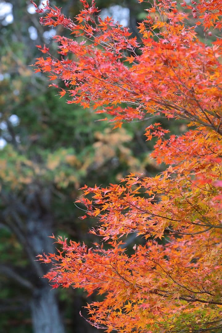 Canon EF 70-200mm f/2.8L IS USM レンズ
