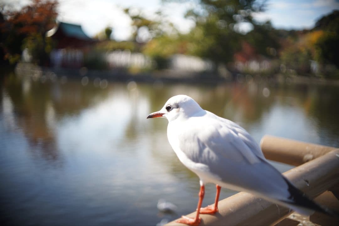 【動作確認済】OLYMPUS F.zuiko 38mm f1.8 初期保証付き