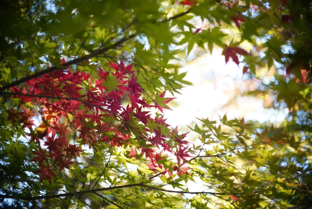 【動作確認済】OLYMPUS F.zuiko 38mm f1.8 初期保証付き