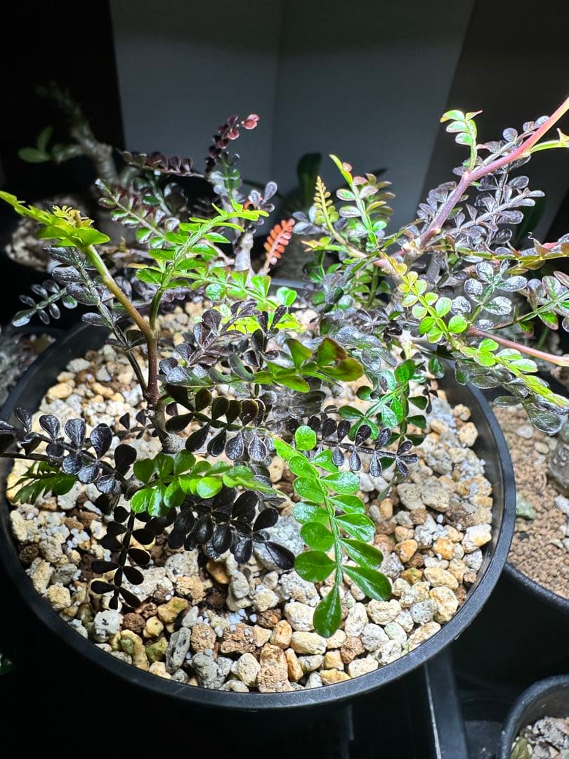 【樹形良好】 オペルクリカリア　パキプス　実生　4年