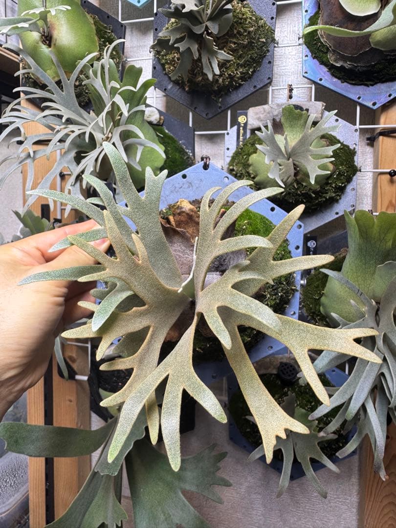 willinckii yms #18 ビカクシダ