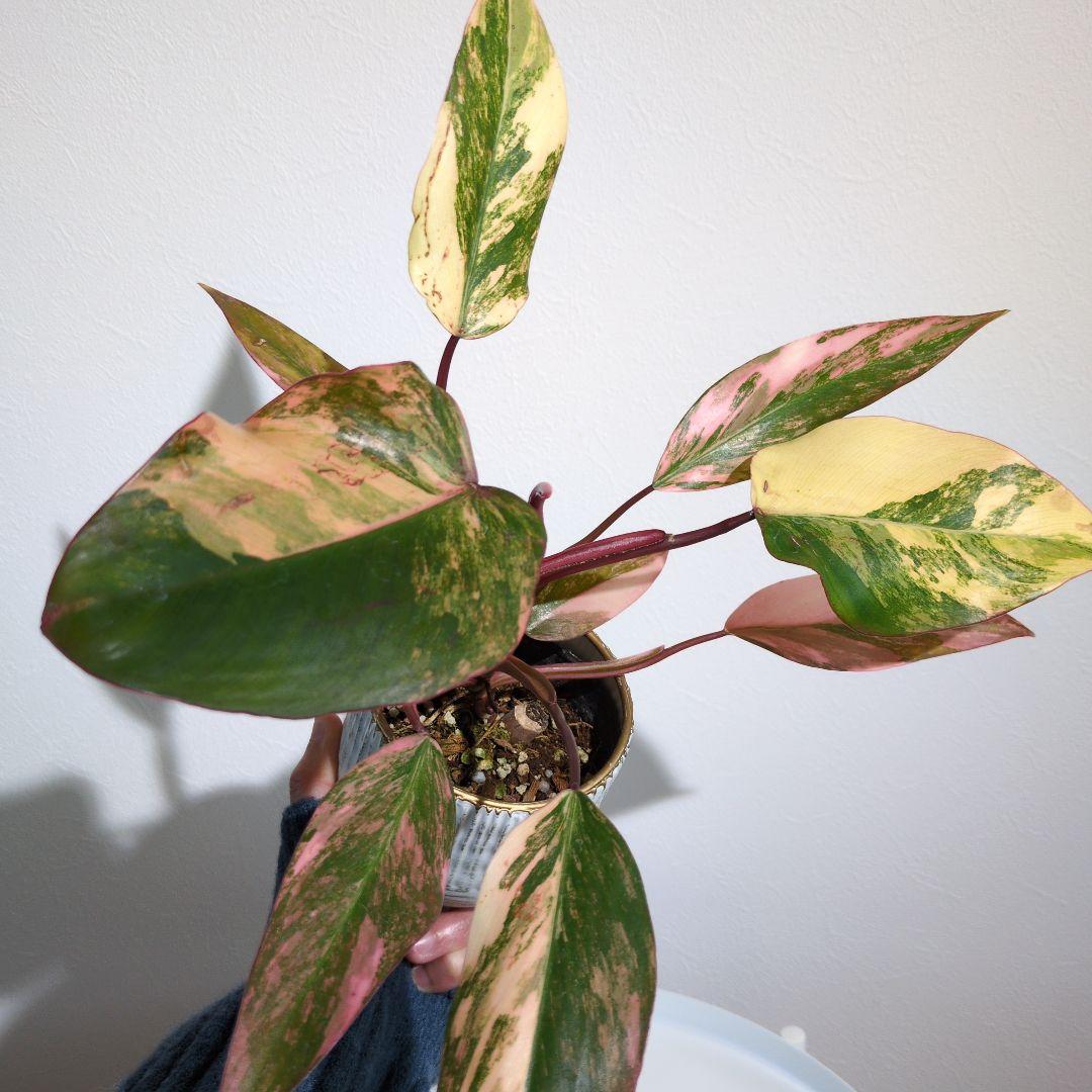 コ*コ様 【美斑・極株】フィロデンドロン ストロベリーシェイク /メルカリ便