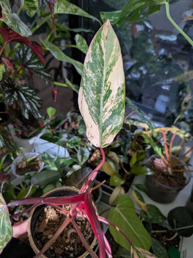コ*コ様 【美斑・極株】フィロデンドロン ストロベリーシェイク /メルカリ便