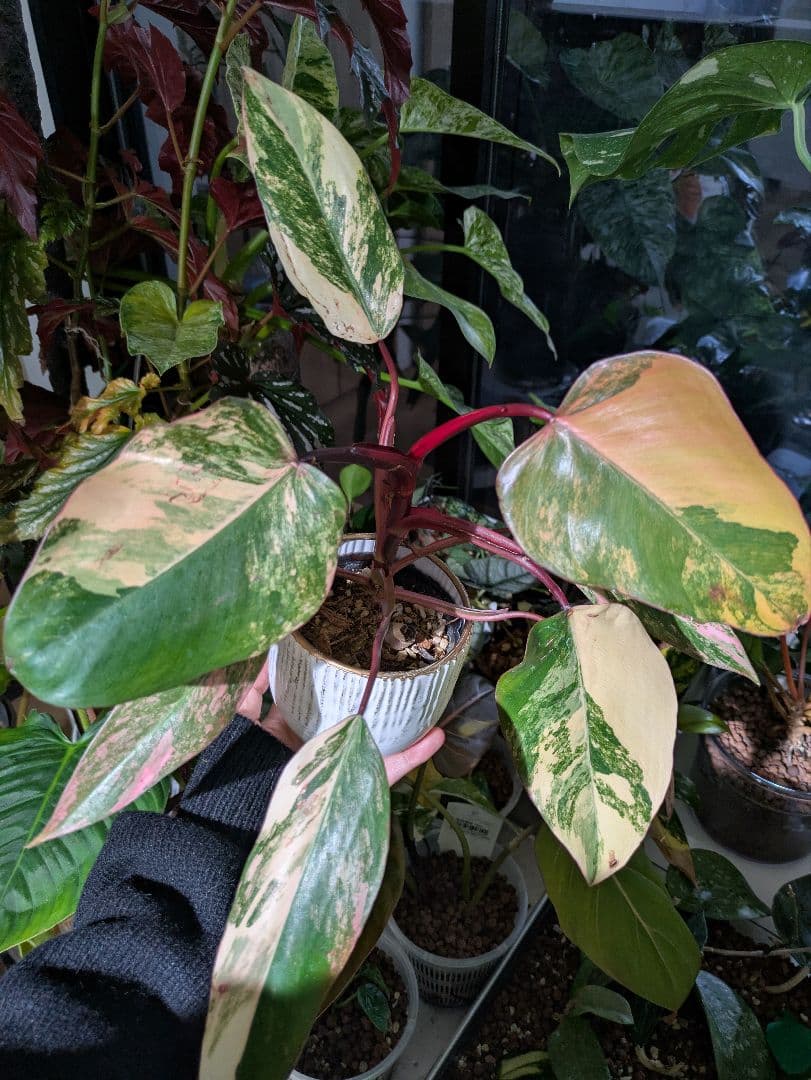 コ*コ様 【美斑・極株】フィロデンドロン ストロベリーシェイク /メルカリ便