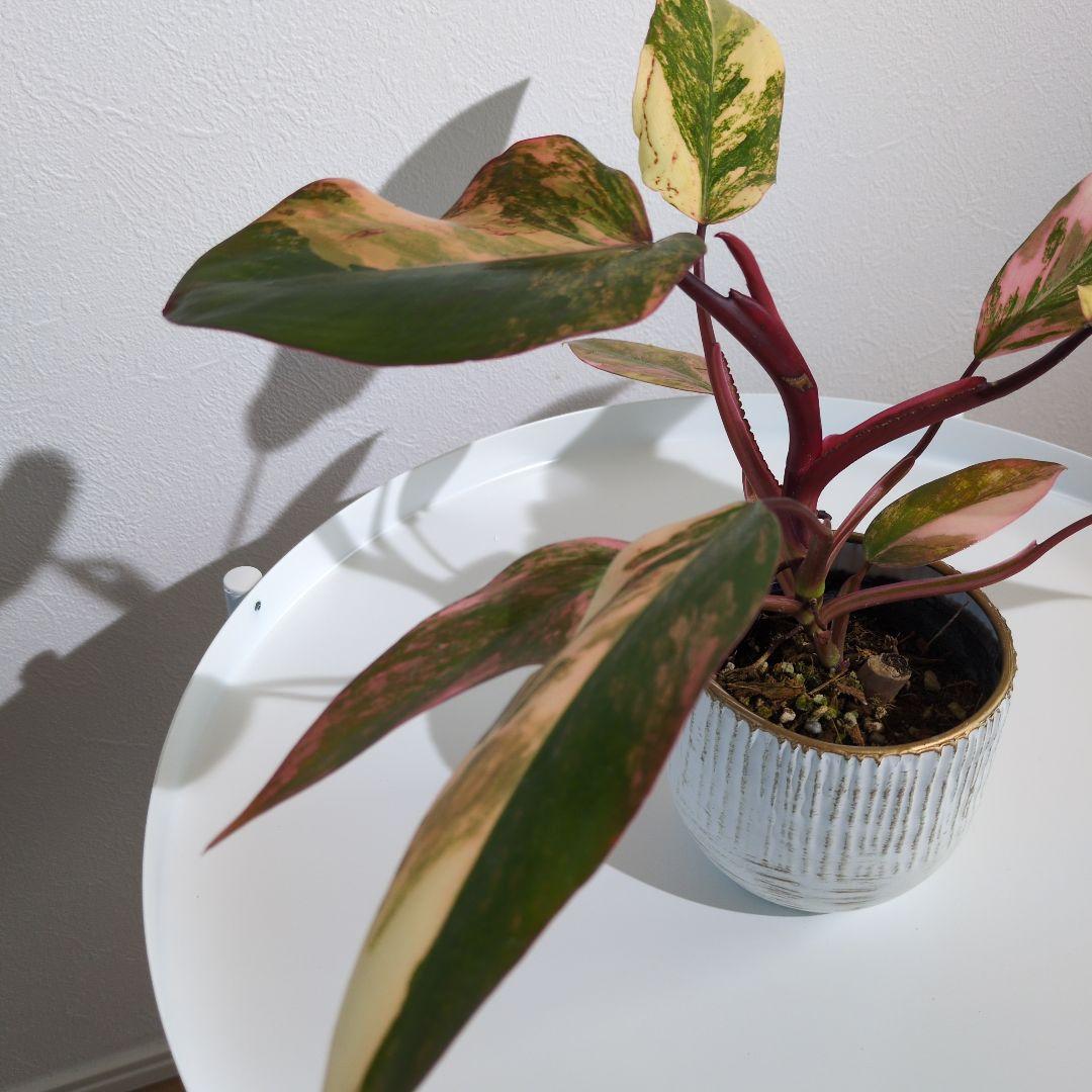 コ*コ様 【美斑・極株】フィロデンドロン ストロベリーシェイク /メルカリ便