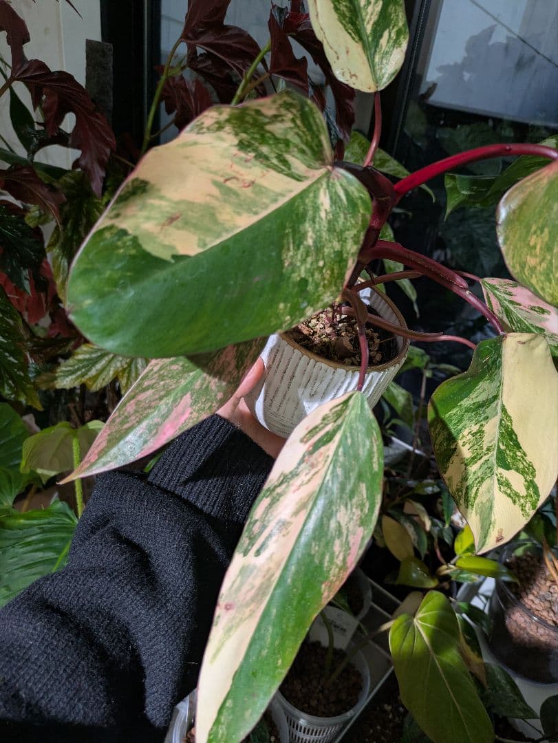 コ*コ様 【美斑・極株】フィロデンドロン ストロベリーシェイク /メルカリ便