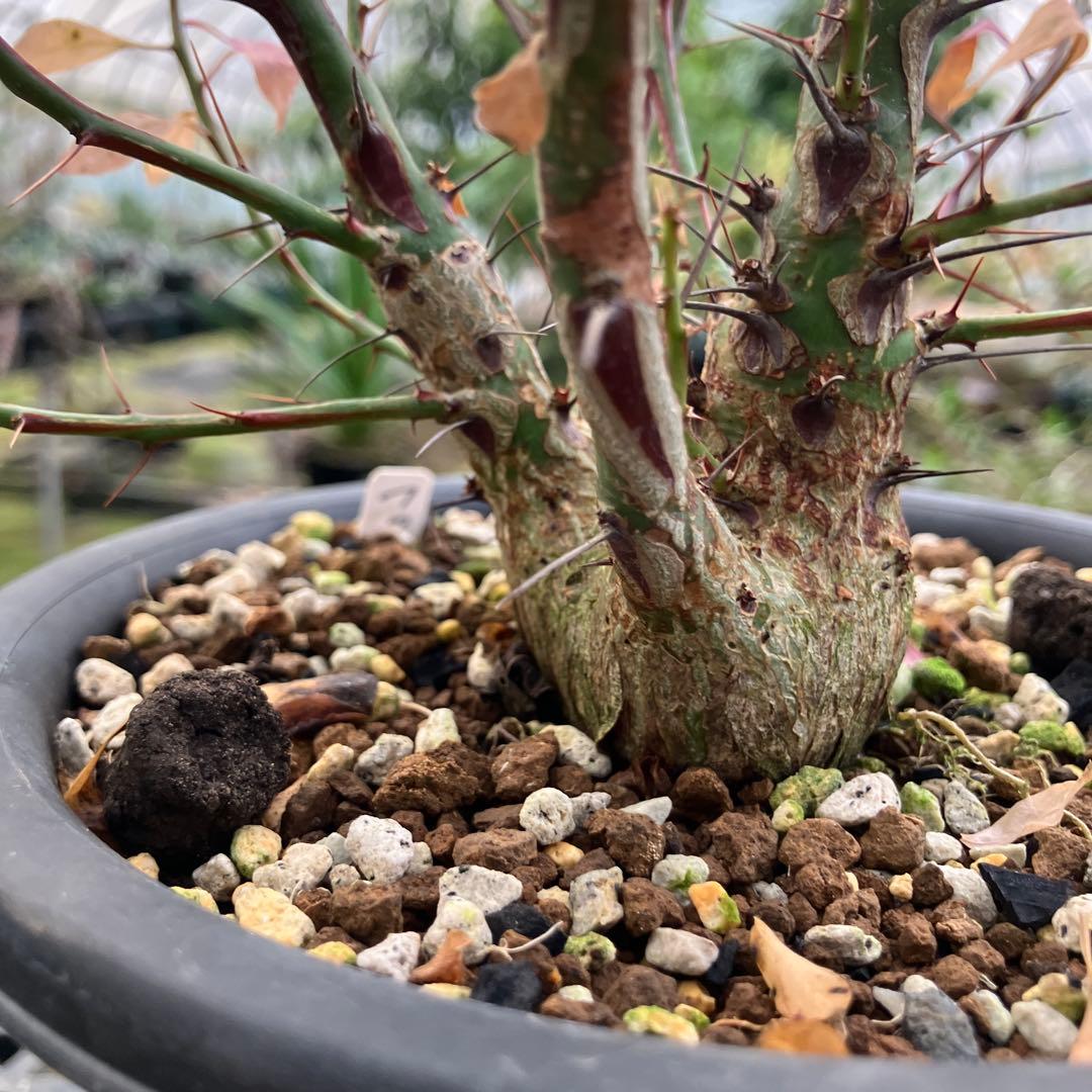 フォークイエリア ファシクラータ