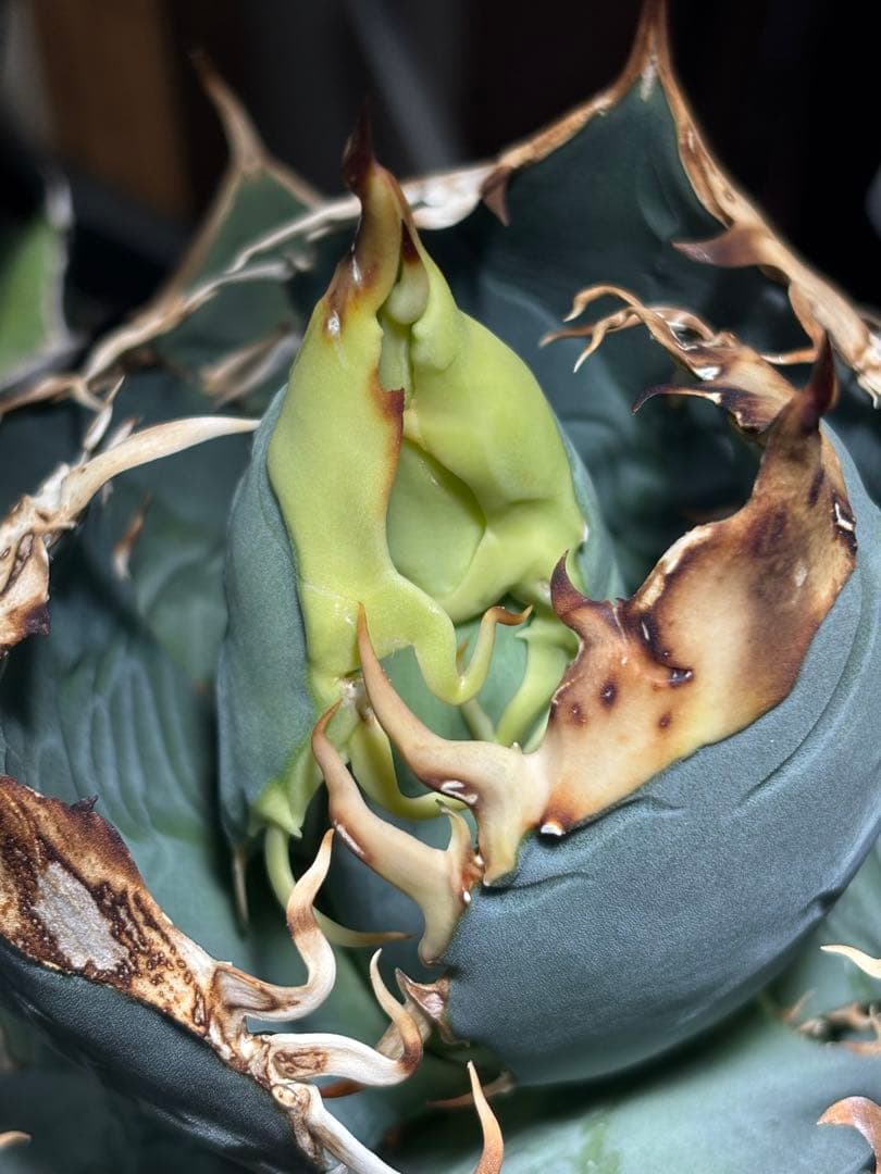 アガベ Agave oteroi seedling