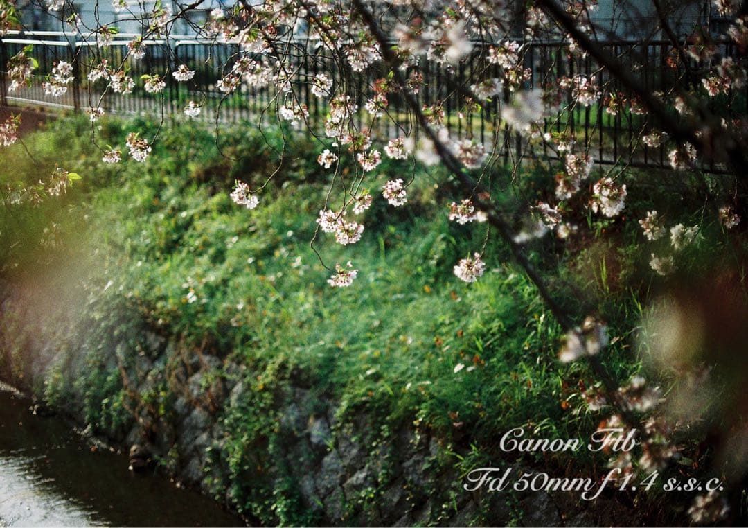 ★Canon FTb ブラック★FD f1.4★完動品＊美品＊初期保証＊作例多数