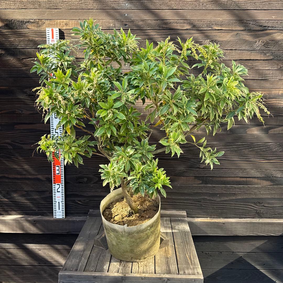 N*T様 斑入りアセビ/ホワイトリム/優良株【現品発送】管理70856