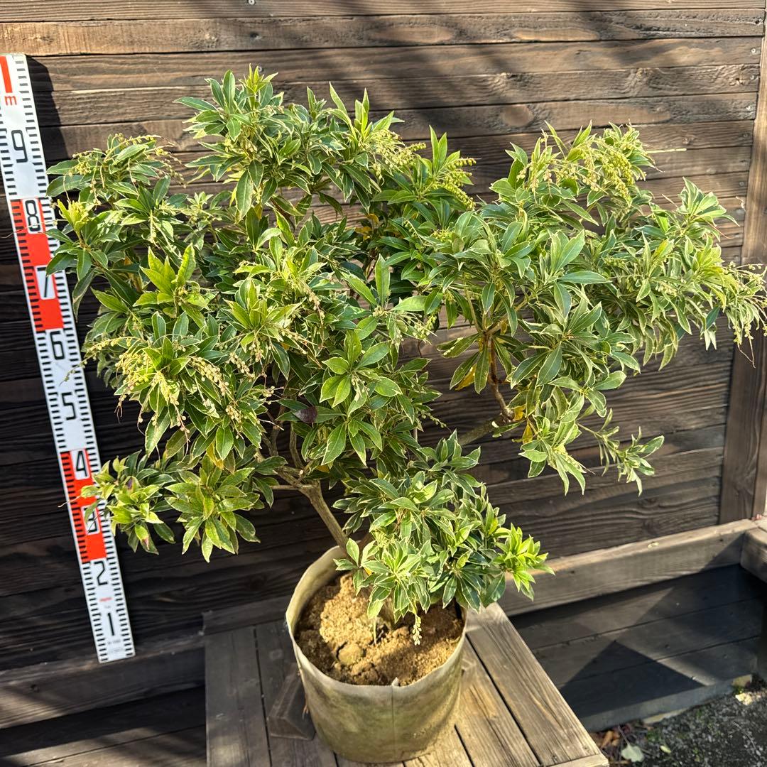 N*T様 斑入りアセビ/ホワイトリム/優良株【現品発送】管理70856