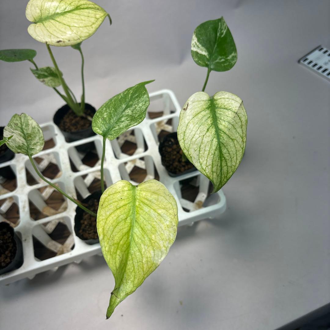 S*a様 5株セットms126ホワイトモンスター／天津蘭 モンステラ斑入り