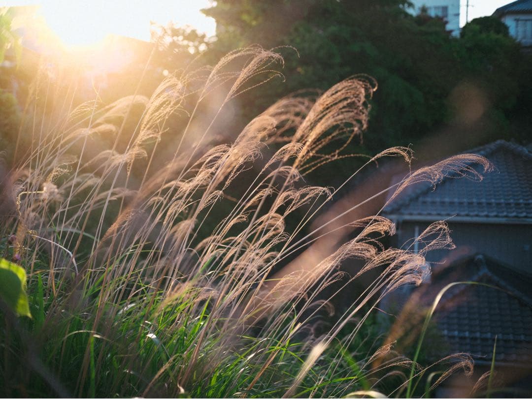 contax carlzeiss tessar 45mm f2.8 レンズのみ