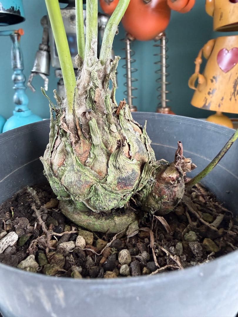 【タイムセール】ディオーン エデュレ / 国内実生 子株付き ソテツ 希少