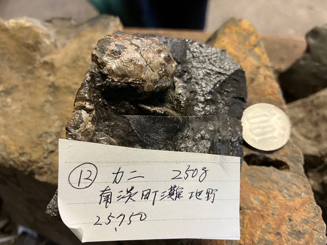 化石　かに　南淡町灘地野