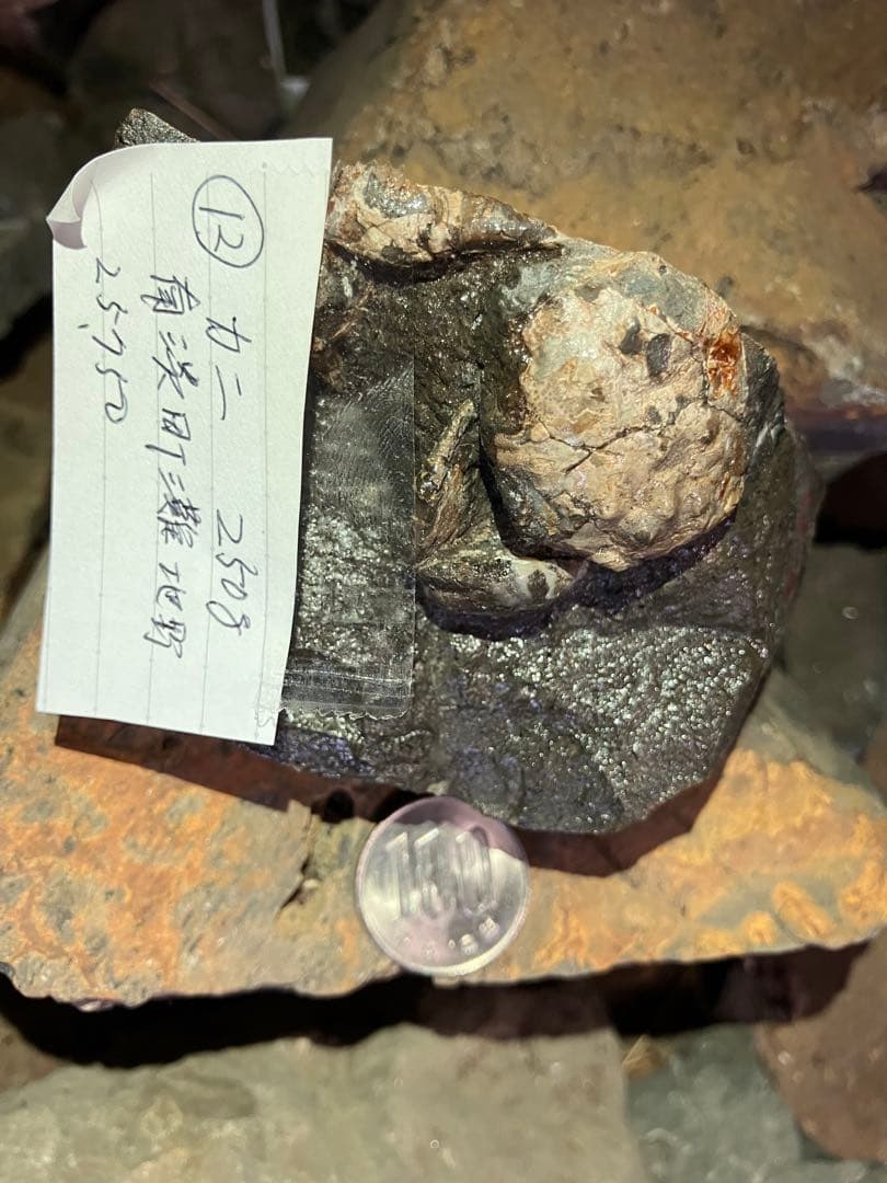 化石　かに　南淡町灘地野