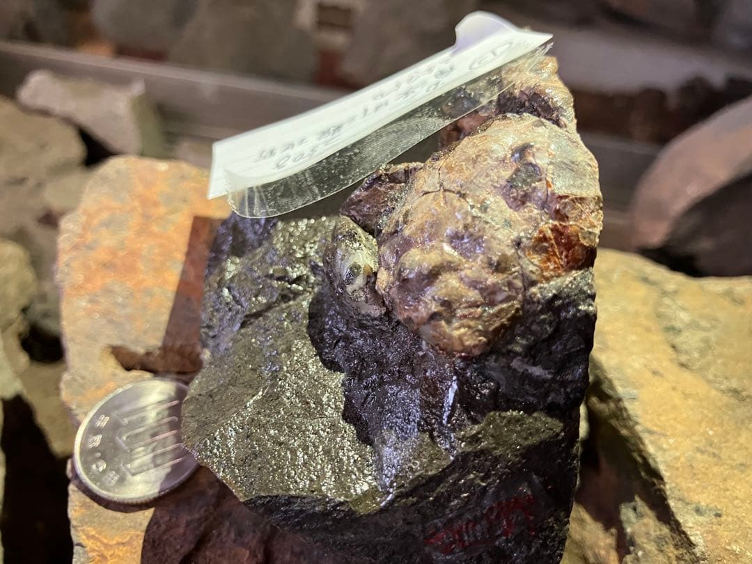 化石　かに　南淡町灘地野