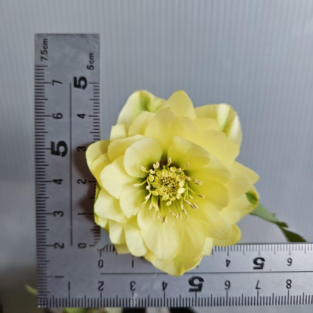 ムック様ご購入苗㉖-332㉖-338クリスマスローズ