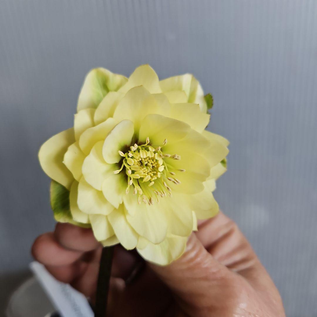 ムック様ご購入苗㉖-332㉖-338クリスマスローズ