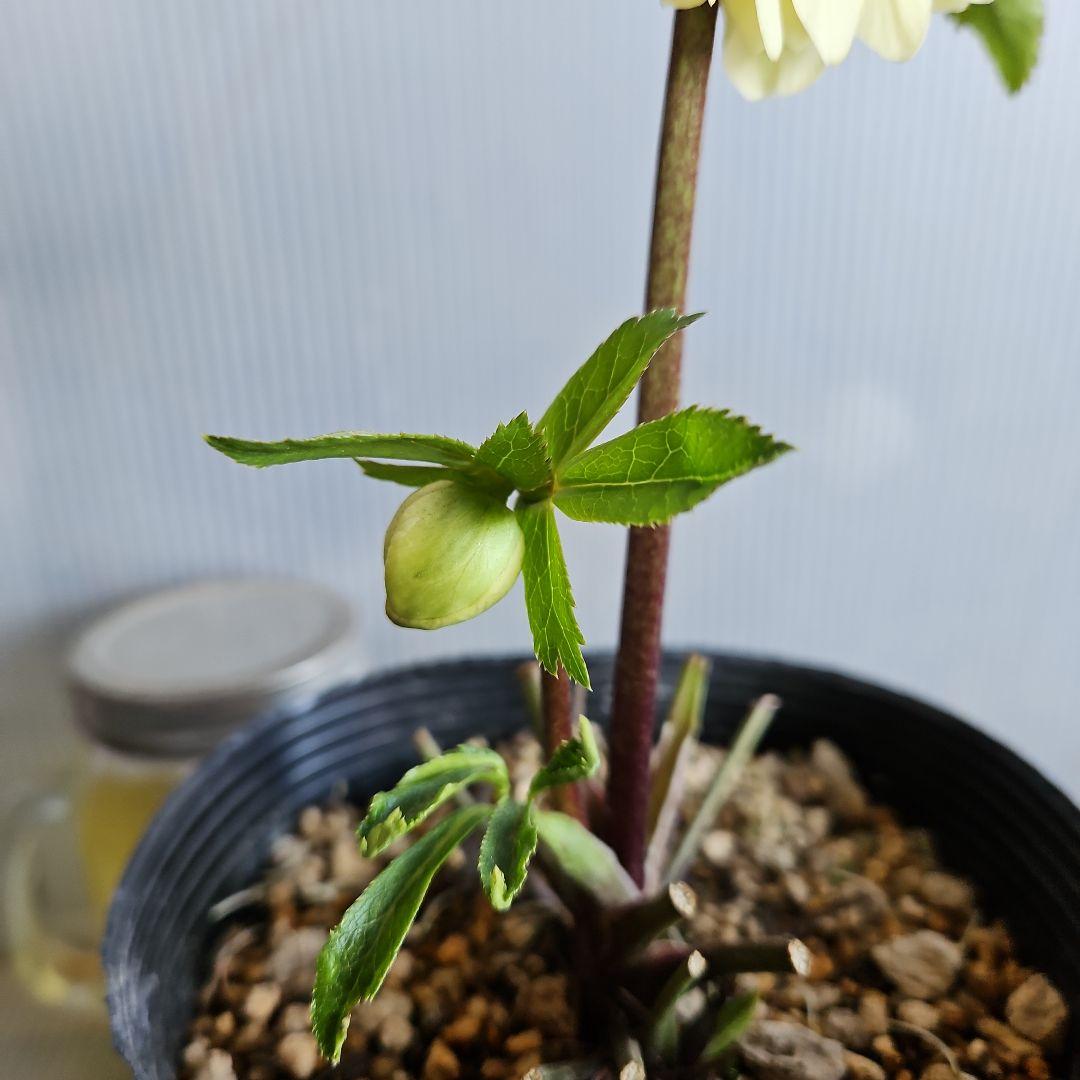 ムック様ご購入苗㉖-332㉖-338クリスマスローズ