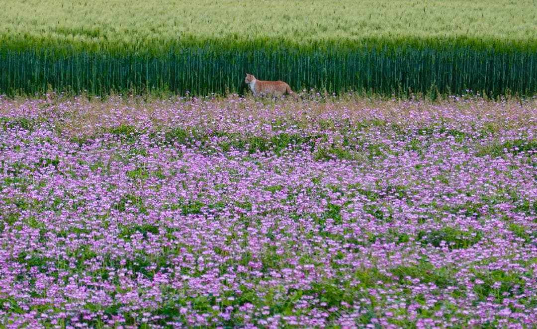 Sony RX100 VI グリップ、フィルターアダプター付き