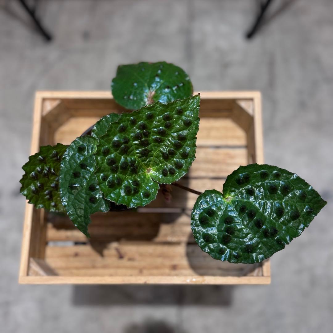 h*o様 26 ベゴニア　フェロックス　トゲトゲ　大きめ