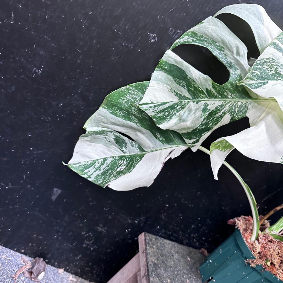 H*I様 斑入りモンステラ ホワイトタイガー極美大株53cm白斑多