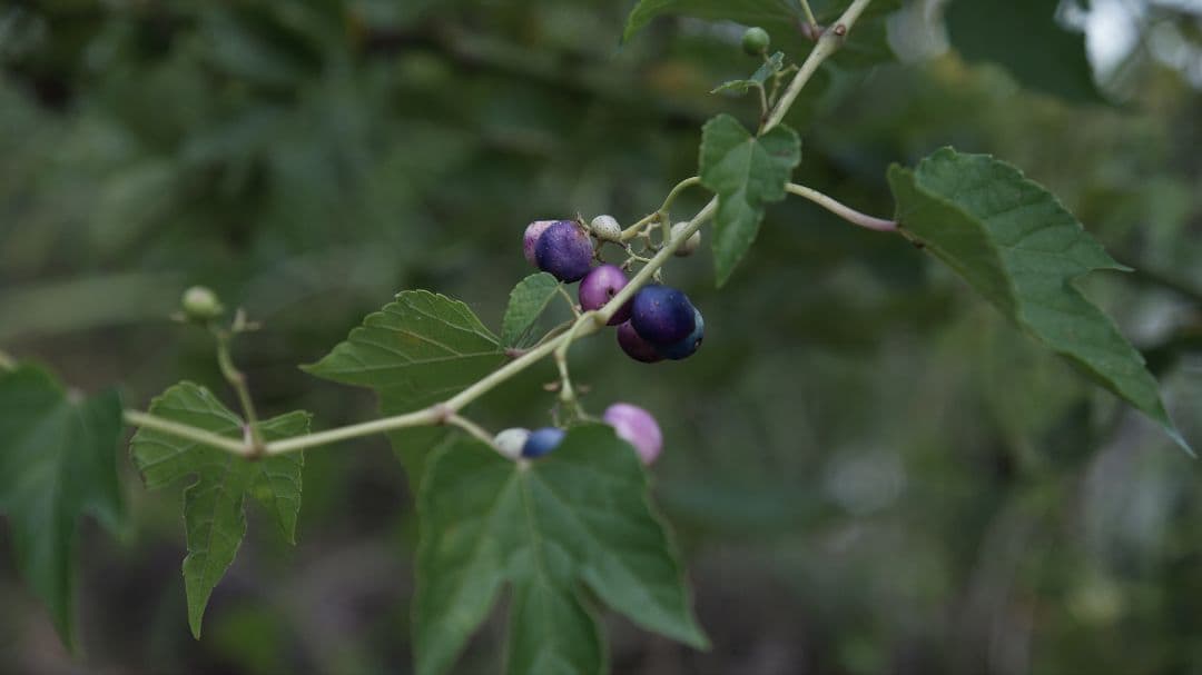 SONY SAL1650 16-50mm F2.8 ズームレンズ