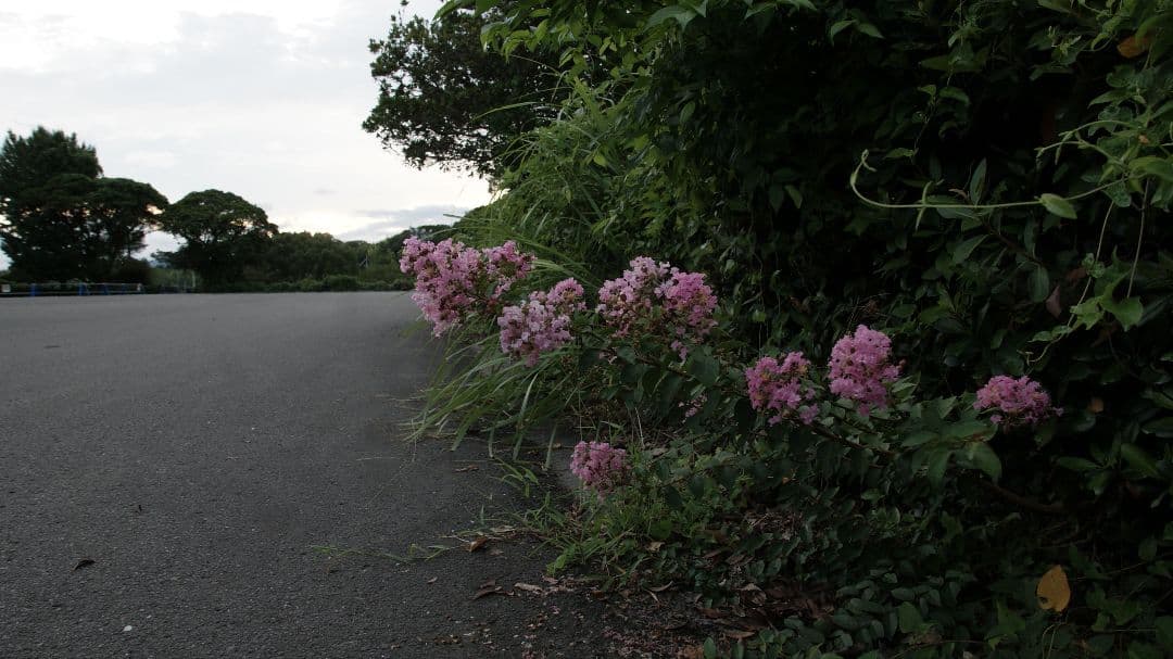 SONY SAL1650 16-50mm F2.8 ズームレンズ