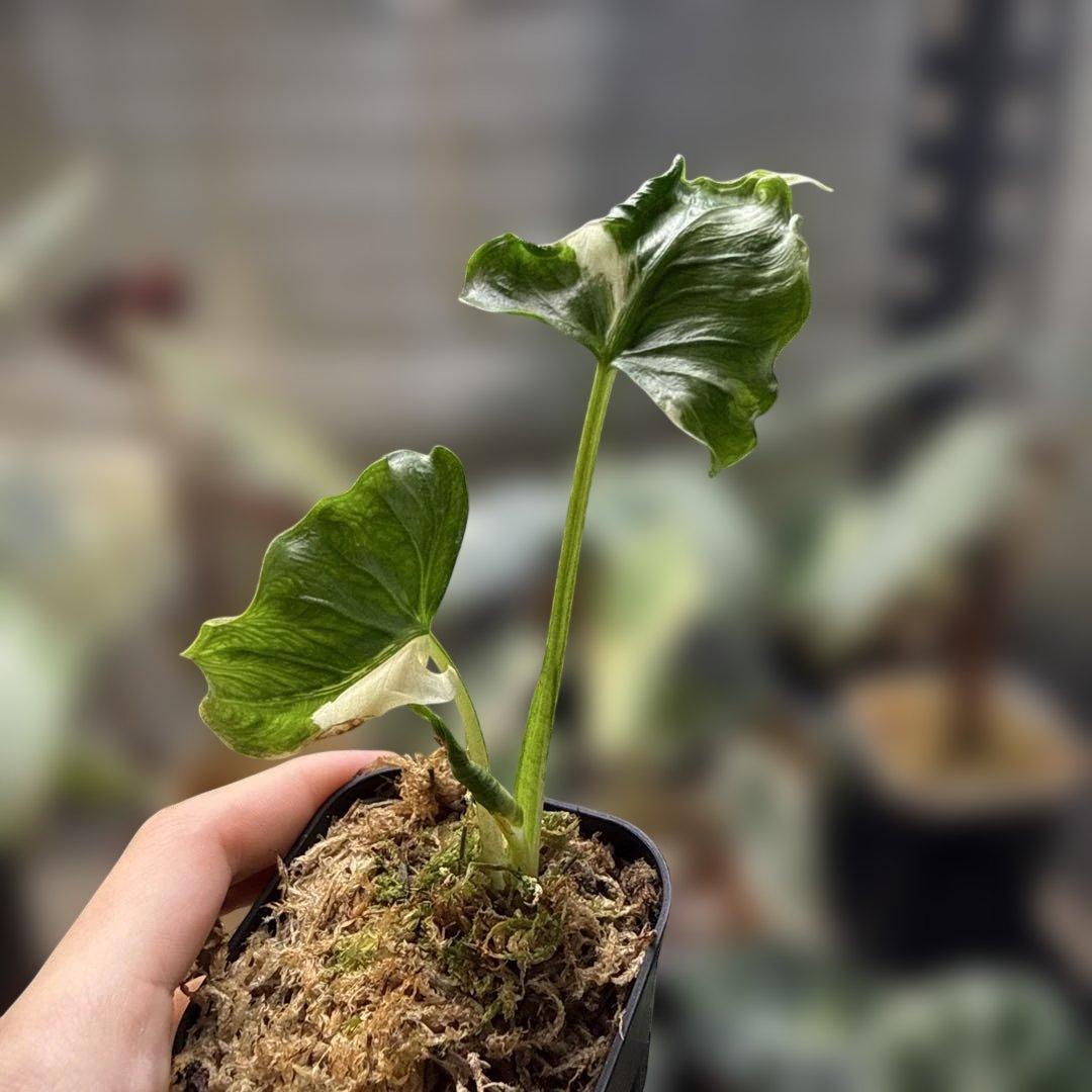 アロカシア ククラータ クリンクル アルボ