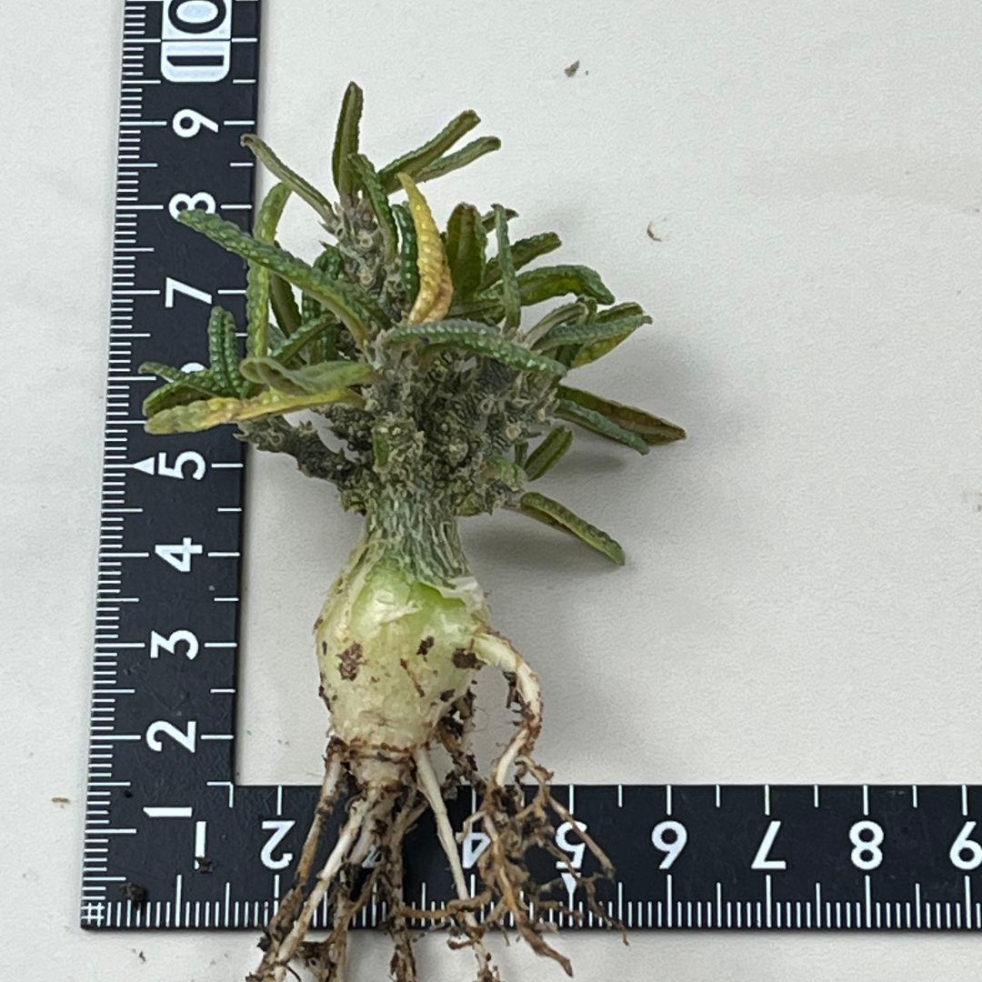 フ*ン様 D61 実生 まん丸 ドルステニア ギガス ブラータ