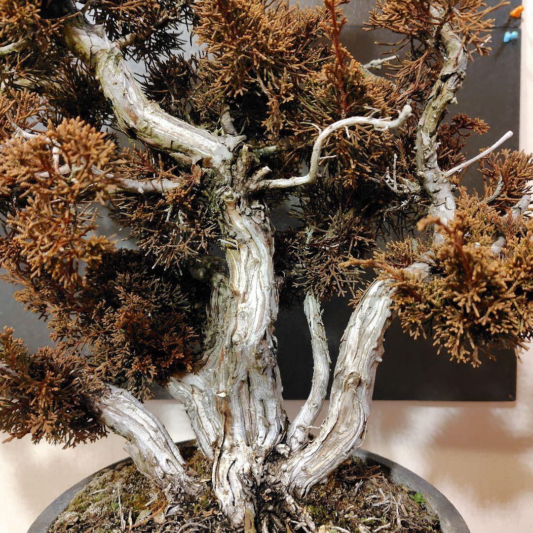 訳あり品！真柏盆栽！