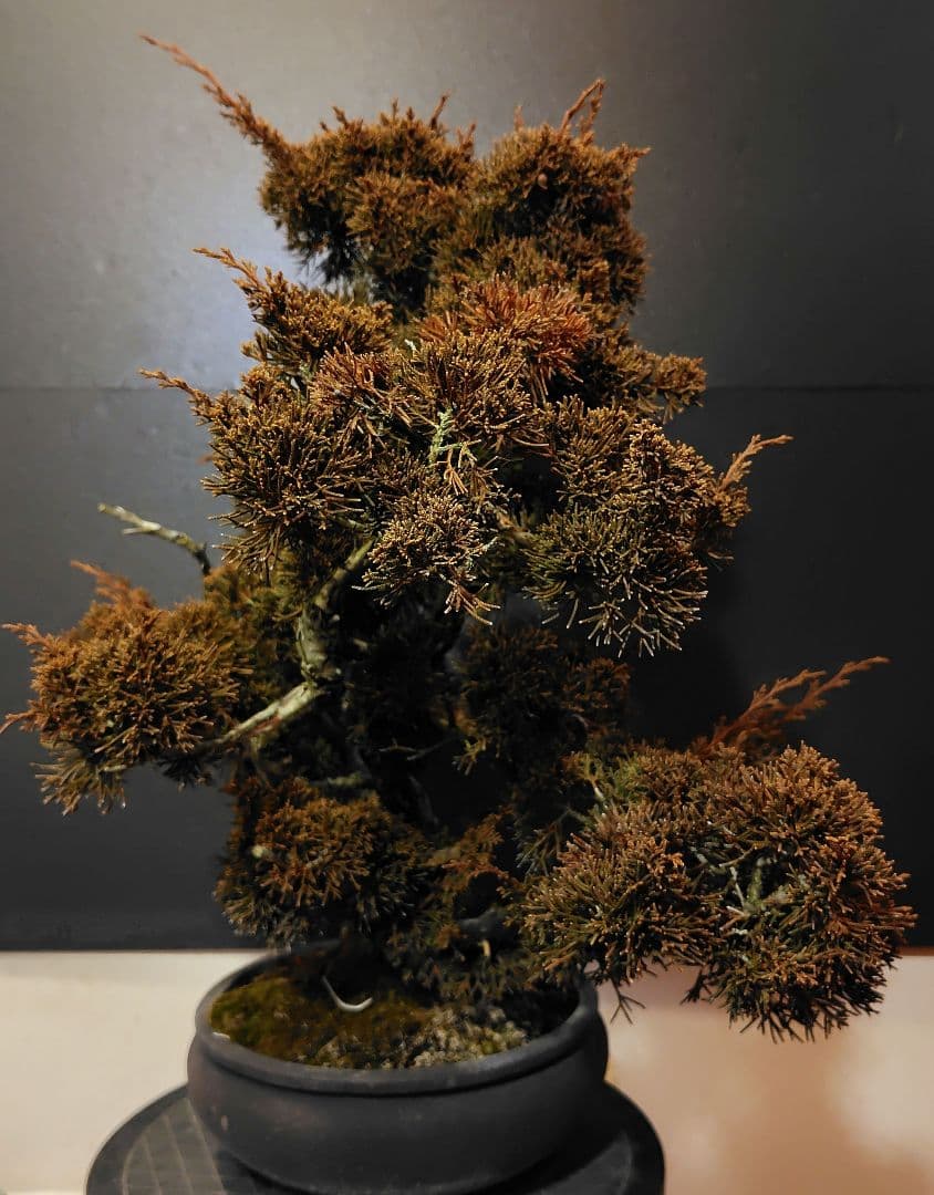 訳あり品！真柏盆栽！