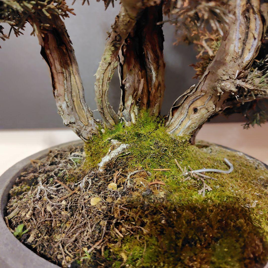 訳あり品！真柏盆栽！