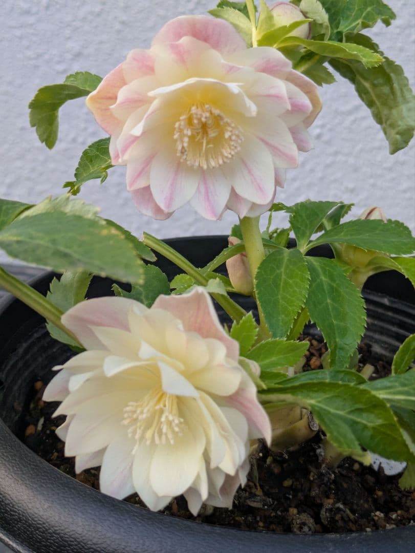 【ふんわり柔らか】広瀬園芸　クリスマスローズ　オーレア系ピンクグラデーションDD