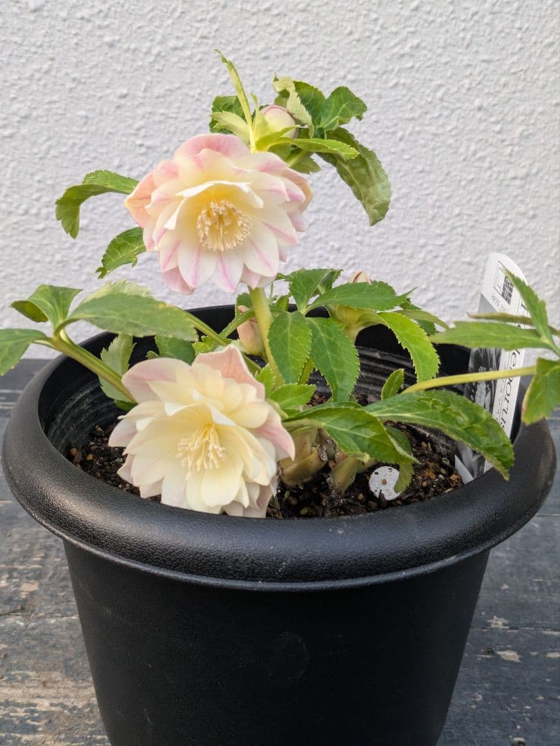 【ふんわり柔らか】広瀬園芸　クリスマスローズ　オーレア系ピンクグラデーションDD