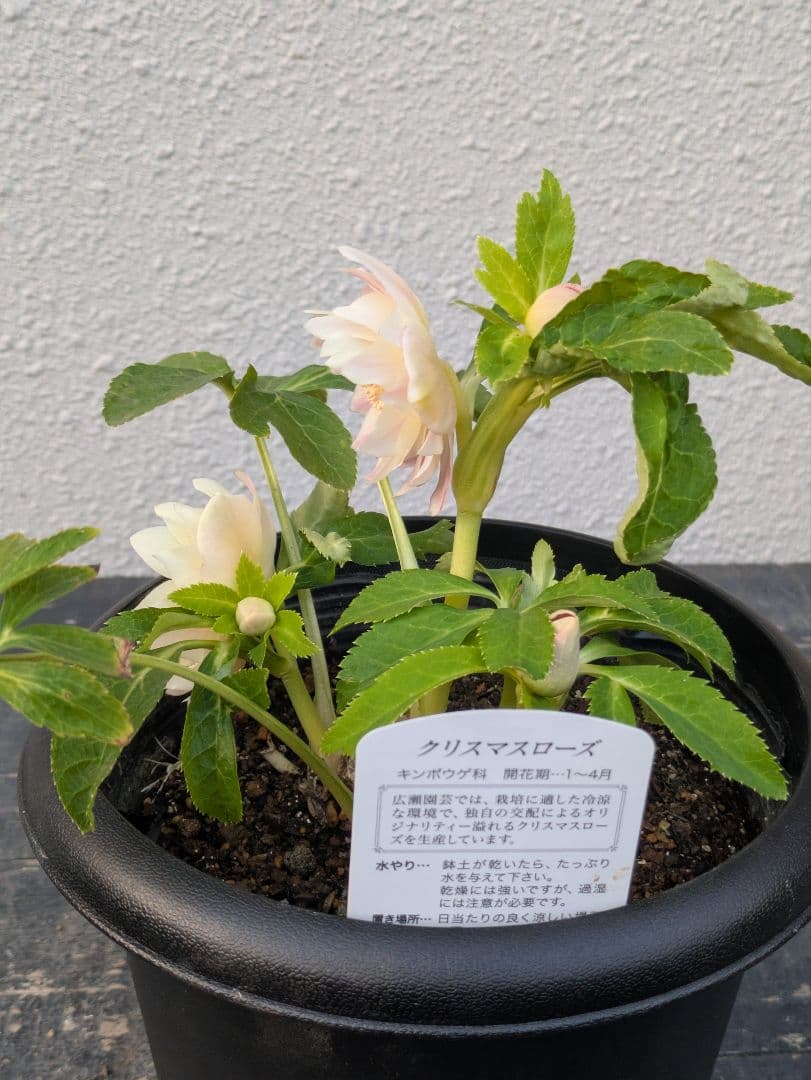 【ふんわり柔らか】広瀬園芸　クリスマスローズ　オーレア系ピンクグラデーションDD