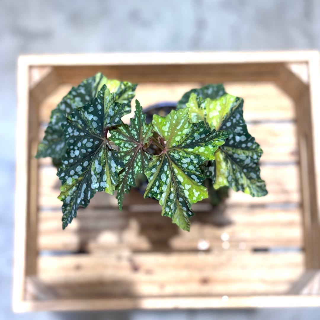 R*9様 10 ベゴニア　イズモノキラボシ　斑入り　ピンク斑に変化　激激レア　日