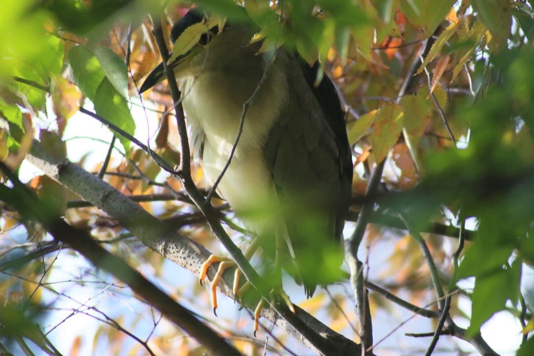 レンズ(ズーム) EF 100-300mm f5.6L