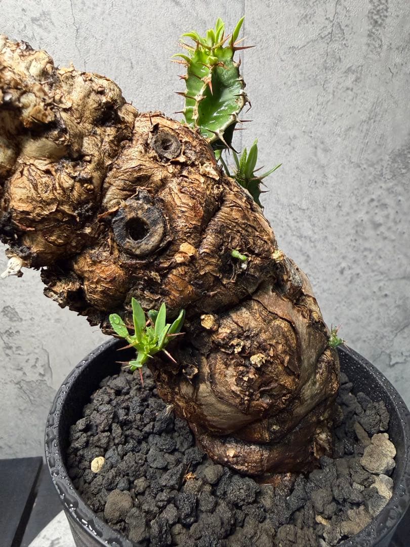 ユーフォルビア　ムランジーナ　発根済