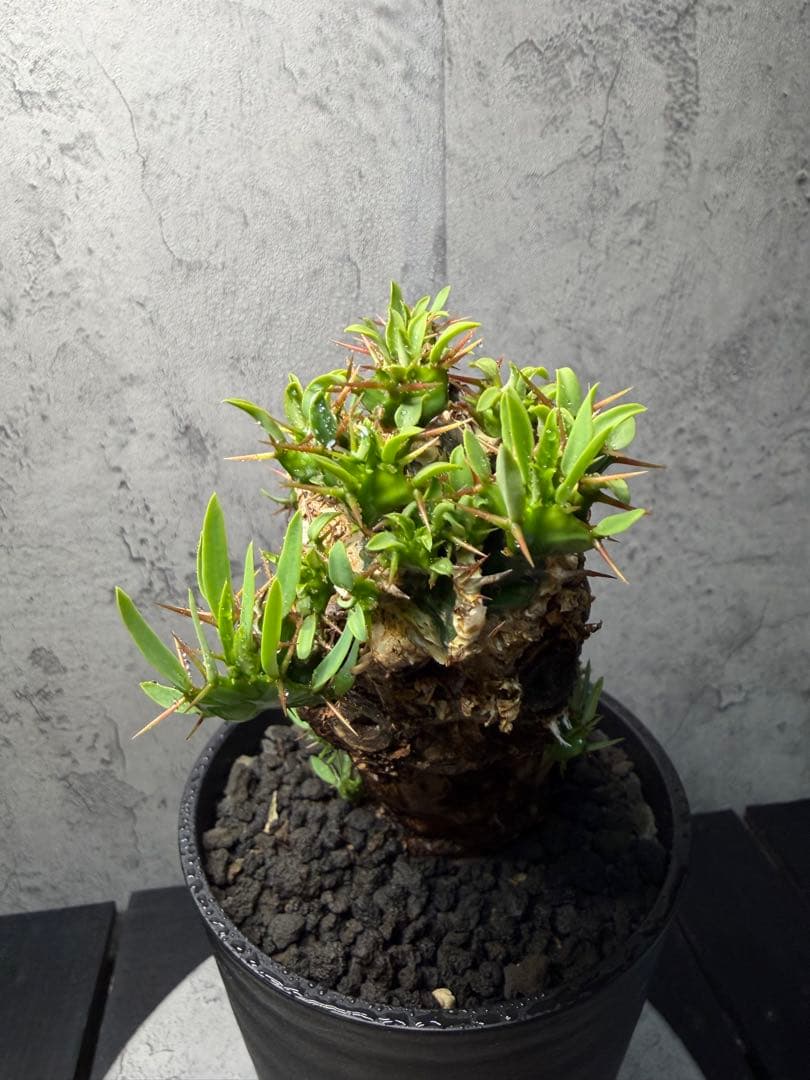 ユーフォルビア　ムランジーナ　発根済