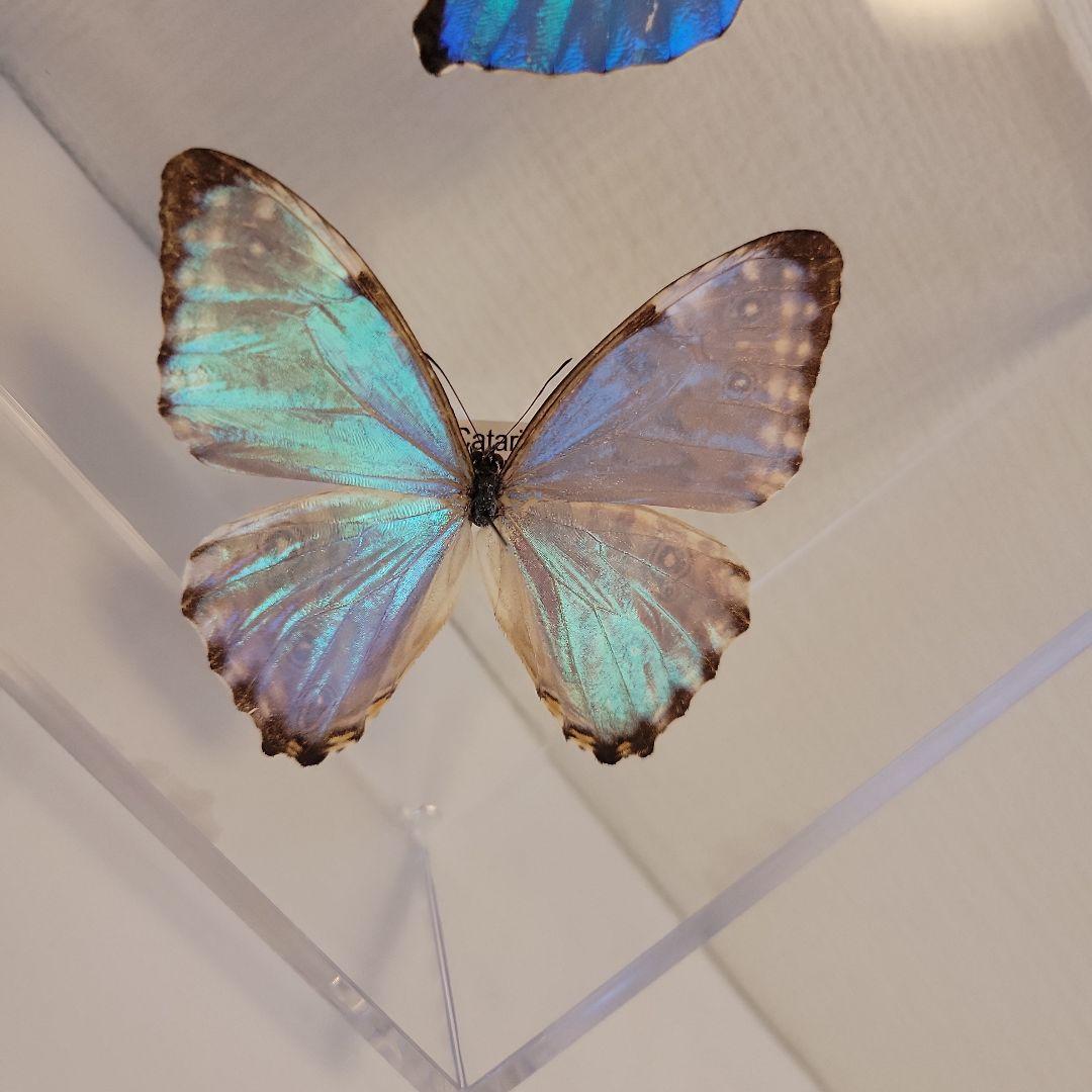 蝶の標本　モルフォの世界(特特1)